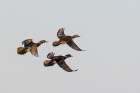 Wood duck males and female courtship flight, Marion County, Illinois. Art Print